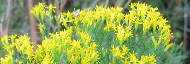 Goldenrod