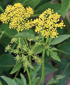 Zizia aurea