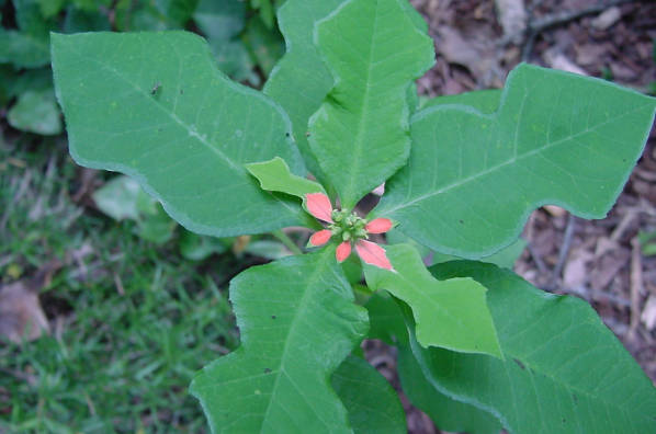 euphorbia plants