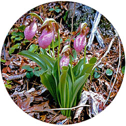 Pink Lady Slipper