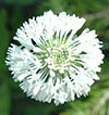 Marshallia obovata var. obovata