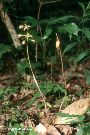 Puttyroot