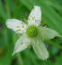 Thimbleweed bloom