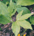 Green Dragon leaf