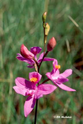 Bearded Grass Pink