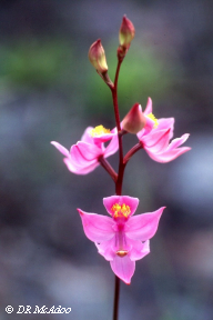 Many Flower Grass Pink