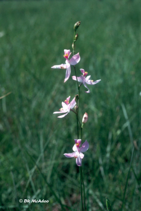 Pale Grass Pink