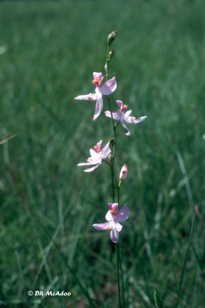 Pale Grass Pink