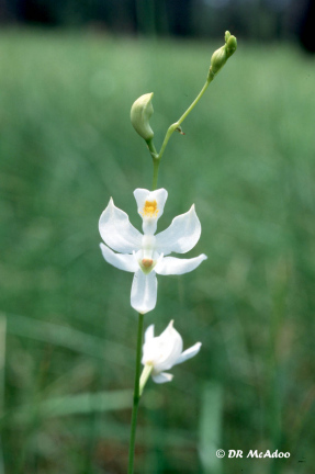 Pale Grass Pink