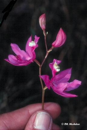 Grass Pink