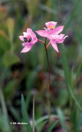 Grass Pink