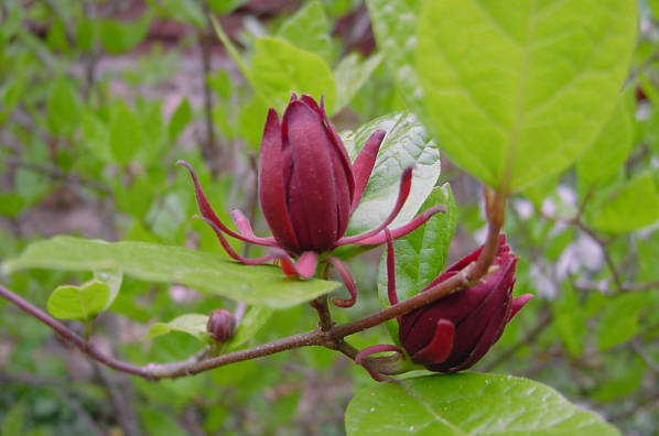 sweet-shrub