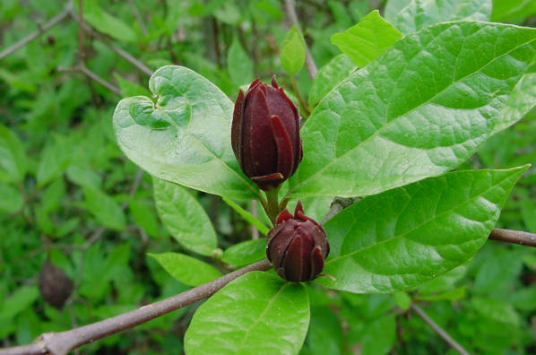 sweetshrub