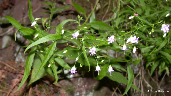 Southern Harebell