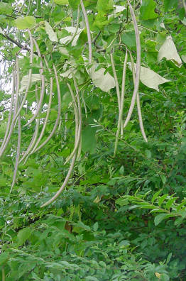 seed pods!