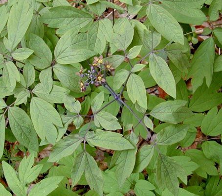 Blue Cohosh