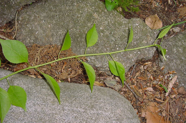 tendril