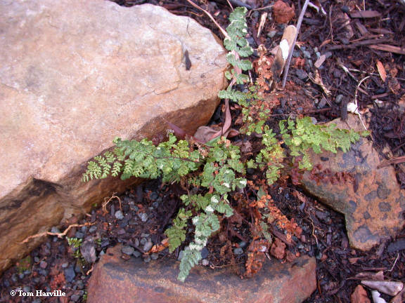 Hairy Lipped Fern