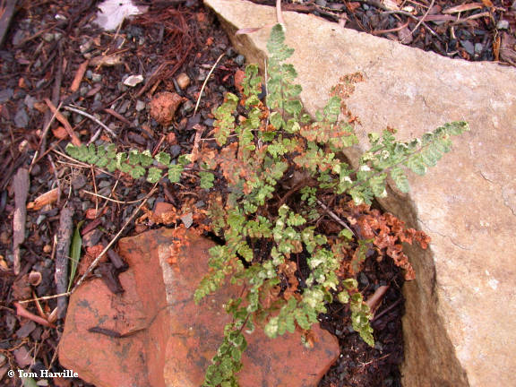 Wooly Lipped Fern