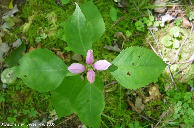 Pink Turtlehead
