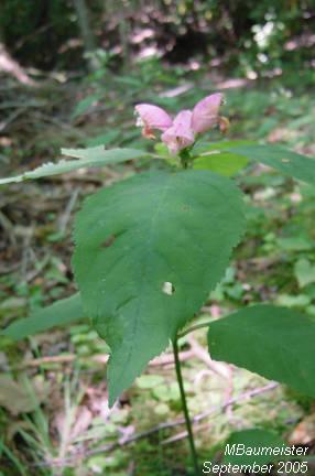 Pink Turtlehead