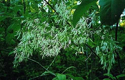 Fringe Tree