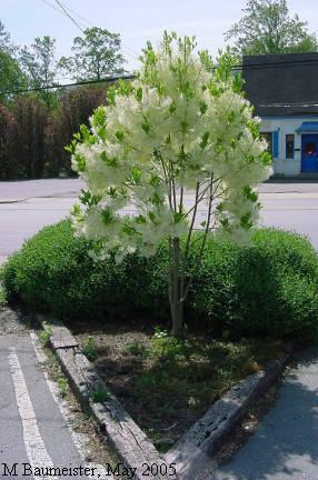 fringe tree