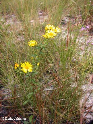 Maryland Golden Aster