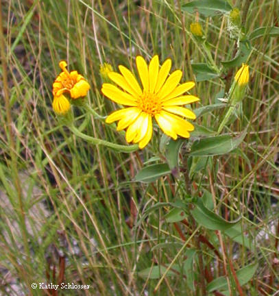 Maryland Golden Aster