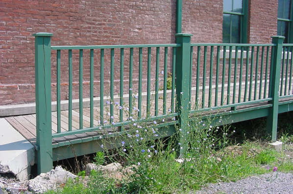 chicory plant against a fence railing