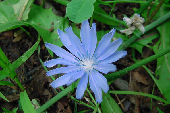 chicory flower