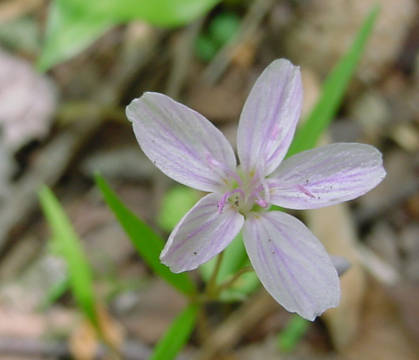 closeup of bloom