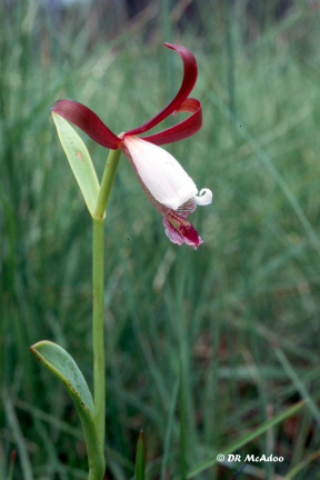 Small Spreading Pogonia