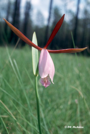 Spreading Pogonia