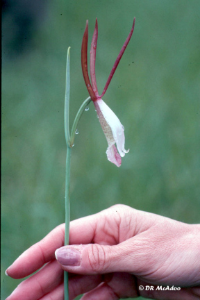 Spreading Pogonia