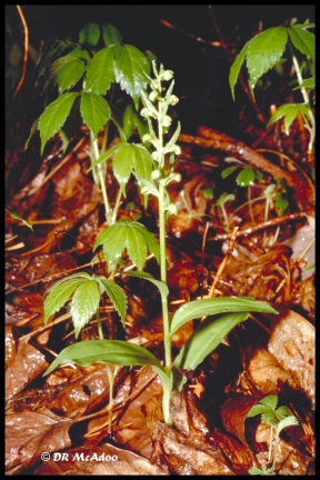 Long Bract Frog Orchid