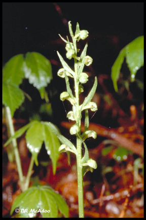 Long Bract Frog Orchid