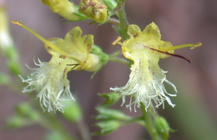 closeup of blooms