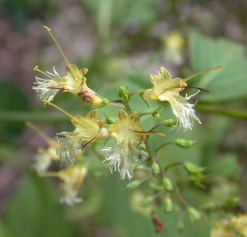 blooms