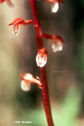 Spring Coral Root