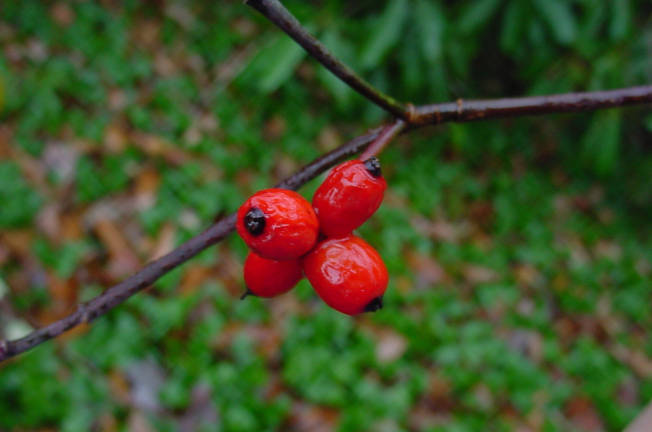 berries