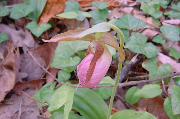 Ladyslipper flower