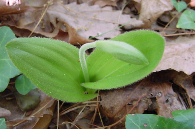 ladyslipper bud