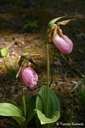 pink ladyslipper