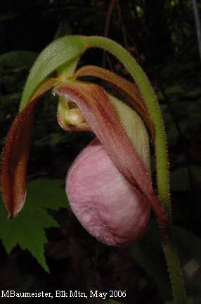 pink ladyslipper