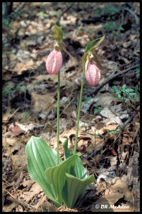 pink ladyslipper