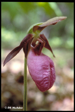 pink ladyslipper