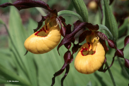 small yellow ladyslipper