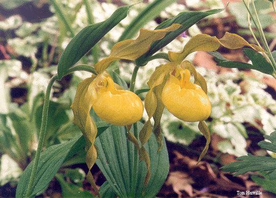 Large Yellow Ladyslipper
