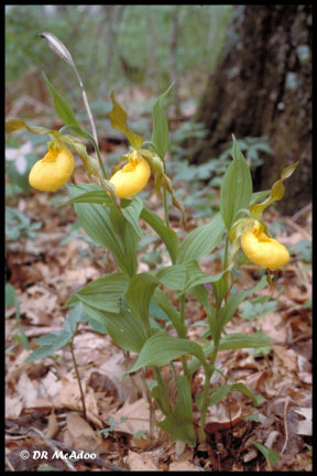 large yellow ladyslipper